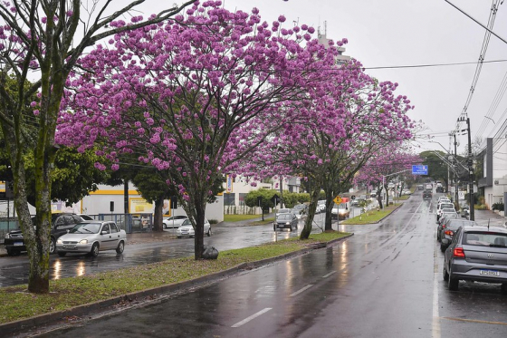 Referência em arborização, Umuarama lança o projeto Mais Sombra